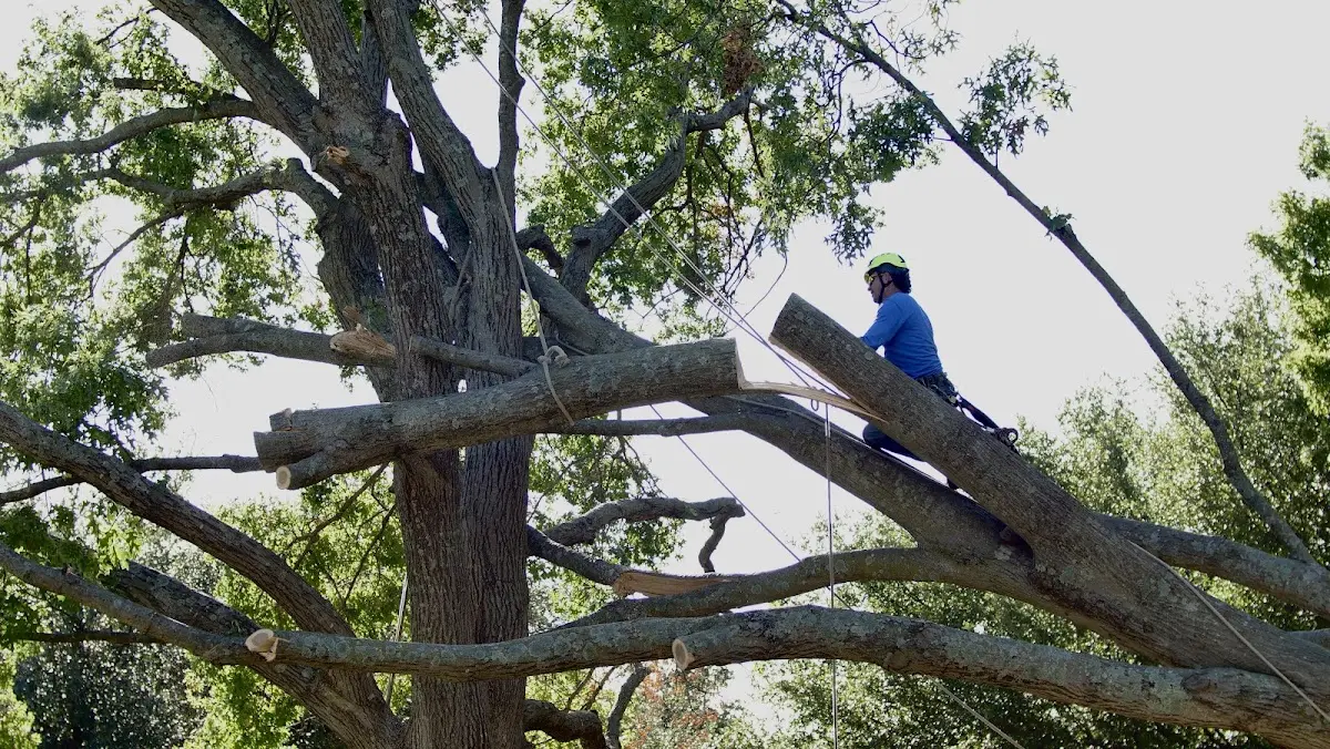 Professional Hazardous Tree Removal performed by certified arborists in Knott