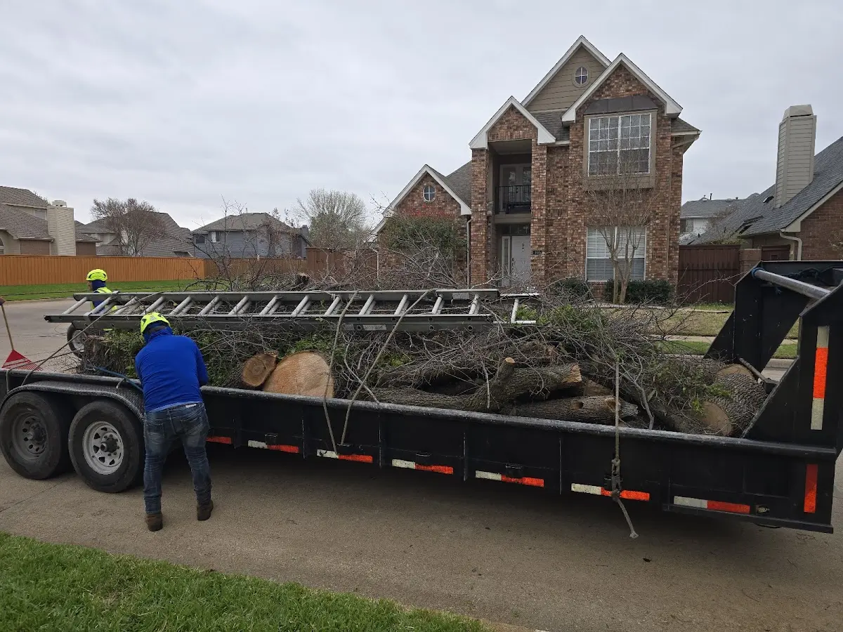 Expert Tree Removal with proper safety equipment in Knott
